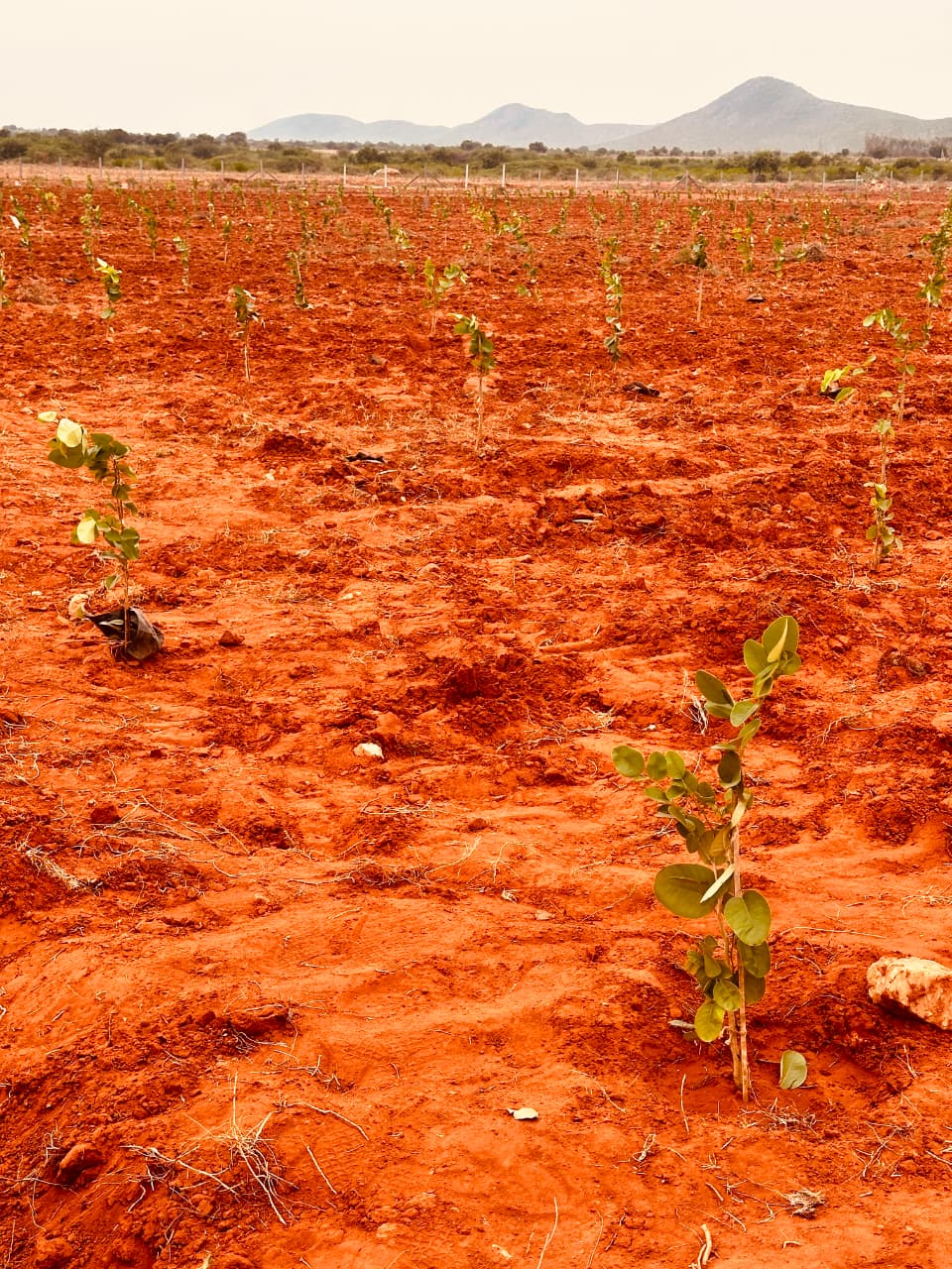 Phoenix Green Valley Red Sandal Farm Lands 8